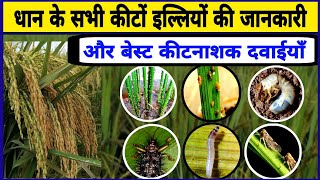 धान के सभी कीटों इल्लियों की जानकारी और बेस्ट कीटनाशक दवाईयाँ  Best Insecticide For Paddy  Dhan [upl. by Eceryt]