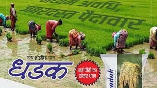 HYBRID PADDY DHADAK कम समय में सबसे अधिक उत्पादन देने वाली प्रजाति [upl. by Colvin]