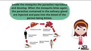 How does Mosquito spread Malaria [upl. by Aurelea]