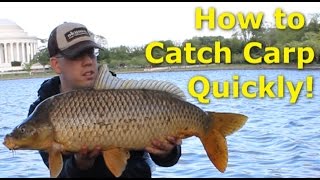 How to catch carp quickly  Fishing for carp with pack bait [upl. by Akkin]