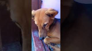 youtubeshorts 🐕‍🦺😁😁 [upl. by Michelina]