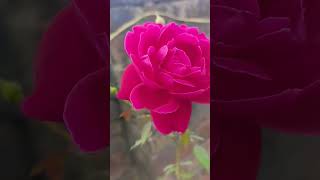 gulab rose happygardening [upl. by Alekim]