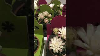 CACTUS GYMNOCALYCIUM MIHANOVICHII [upl. by Garris]