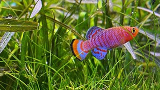 Ikan Hias Killifish Nothobranchius rachovii [upl. by Adnuhsar]