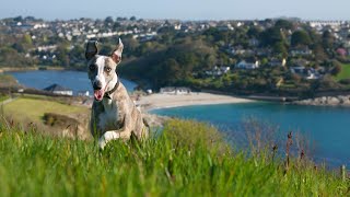 How to Introduce Your Whippet to Your Cat Tips for a Successful Coexistence [upl. by Bonnell724]