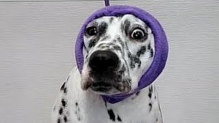 This Dalmatian dogs temperament will SHOCK you [upl. by Nivanod]