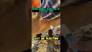 Intravenous injection in cow l Dr Umar Khan [upl. by Hpesoy]