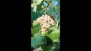 vendemmia uva bianca prosecco Gold traminer Malvasia bianca [upl. by Dorolisa]