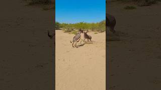 youtubeshorts animals shortclips donkeys [upl. by Merna616]