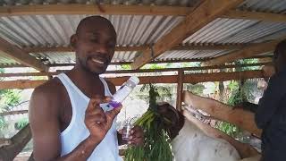 Deworming  How to deworm a goat using Ivermectin through an subcutaneous SQ injection [upl. by Alleacim]