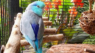 Parrot TV 🦜🌺 Relax To Singing Birds amp Nature Sounds 📺 Parrotlet Sounds 🌴 10 Hours [upl. by Asselim]