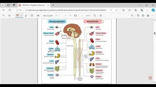 Nervous system in Detail CNS amp PNS  BRAIN  Somatic and Autonomic nervous system [upl. by Elatnahs437]