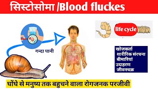 Schistosoma in hindi Disease By Blood Flukesसिस्टोसोमा परजीवी Schistosoma Life Cycleparasite [upl. by Cown396]