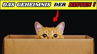 Darum sind Katzen verrückt nach Kisten – Die Wahrheit enthüllt 🐈 [upl. by Orabel193]