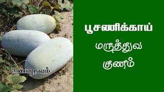 வெள்ளை பூசணிக்காய் பயன்கள் என்ன  Poosanikai Maruthuvam in Tamil Poosanikai Benefits [upl. by Daphna]