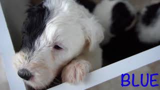 4 Week Old Sheepadoodle  Blue [upl. by Schwenk448]