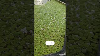 floating plants water spangles salvinia minima [upl. by Anirtep]