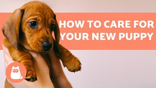 How to TAKE CARE of a PUPPY 🐶 Complete Guide to Puppy Care [upl. by Stubstad]