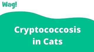 Cryptococcosis in Cats  Wag [upl. by Barthelemy]