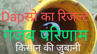 Dap ka spray डीएपी का घोल कैसे बनाएं  dap [upl. by Safir]