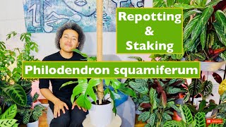 How to Repot amp Stake Up a Philodendron squamiferum Hairy Plant [upl. by Esinereb]