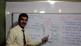 L6 Counter Current Mechanism Concentrated Urine formation [upl. by Nivram999]