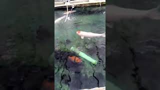 koi habis kena aeromonas sekolam [upl. by Jamill]