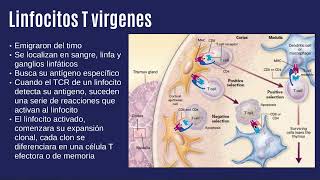 Respuesta adquirida linfocitos T CD4 [upl. by Macleod]