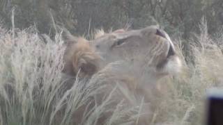 Kgalagadi March 17  The lion roar [upl. by Sixele2]