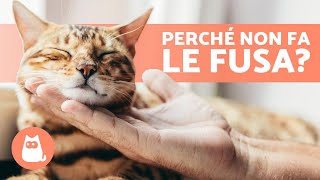 Il mio gatto non fa le fusa 🐱🐾 Perché e cosa fare [upl. by Nalda]