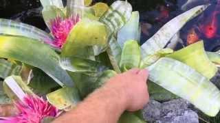 REBLOOMING BROMELIADS AECHMEA FASCIATA BROMELIAD UPDATE [upl. by Atok]