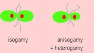 Difference Between Isogamy Anisogamy And Oogamy In HindiUrdu [upl. by Odraccir946]