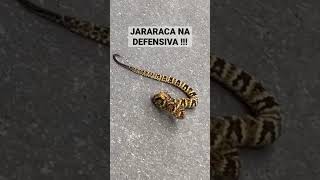 Jararaca na defensiva jararaca snake cobra [upl. by Kahcztiy]