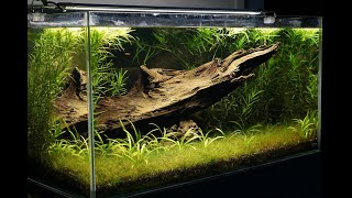 About 60 Galaxy Rasboras in a planted aquarium [upl. by Persis]