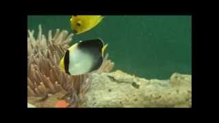 51黃尾新娘天皇仙 香港Chaetodontoplus mesoleucusVermiculated angelfish20130502 [upl. by Mada]