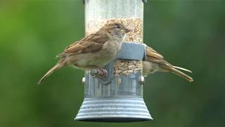 Mesmerising Feeding Frenzy Sigma 100400mm amp Sony a6300 [upl. by Gallard851]