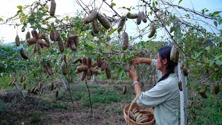 Akebia Quinata A Fruit will Explode when Ripe [upl. by Mcguire]