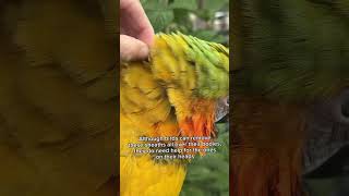 Parrot feather care and molting parrots birds [upl. by Eilesor356]