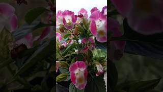 Torenia flower plants 🌺 flowers gardening flowerplants viralshorts please support me 🙏🫰🥰 [upl. by Ibur]