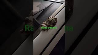 Anfibio rana cubana Osteopilus septentrionalis herpetologia puertorico rana reptilessencillo [upl. by Wallace]