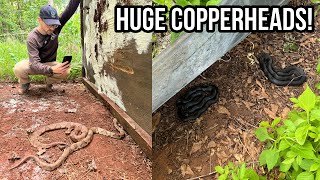 Finding HUGE Copperheads in Metro Atlanta Tin Flipping and Biking For Snakes in Georgia [upl. by Sillert435]