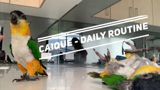 Thinking of Getting a Caique Watch This  Day to Day Caique Routine [upl. by Aekahs]