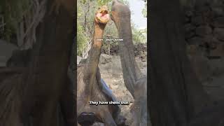 Discover the Incredible World of the Galapagos Tortoise shorts animals viralshorts tortoise [upl. by Zebapda]