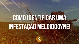 Como identificar uma infestação Meloidogyne I Minuto K [upl. by Eibur110]