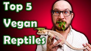 Top 5 Vegan Reptiles  Reptiles That Dont Eat Bugs or Rodents [upl. by Adine]