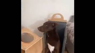 Dogs and cats funny video Bolty Howy janwarSpeechless funnyanimal cat funny funnydog [upl. by Alil]