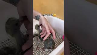 How to hand feed a baby pigeon birds pigeon [upl. by Asiel547]