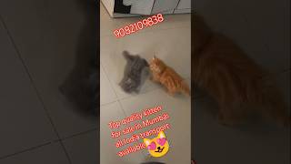 sabse sasta parsian cat 💥💥 for sale in Mumbai shorts viral trending ytshorts tsong cutedance [upl. by Ttirrej]