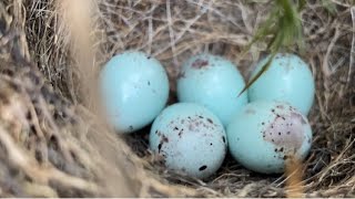 Bird Nesting WalksChecksand the rest July 2024 [upl. by Pownall]