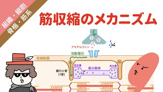 筋収縮のメカニズム（興奮収縮連関） [upl. by Mitman]